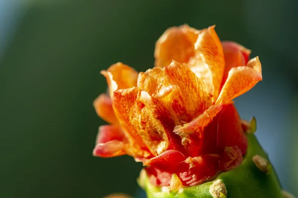 Macrophotography Blooming Cactus Plant — Stock Photo, Image