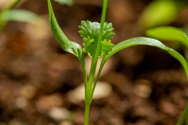 Taze yetişen organik kişniş bitkisinin makro çekimi.