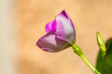 Madagaskar menekşesi ya da Catharanthus