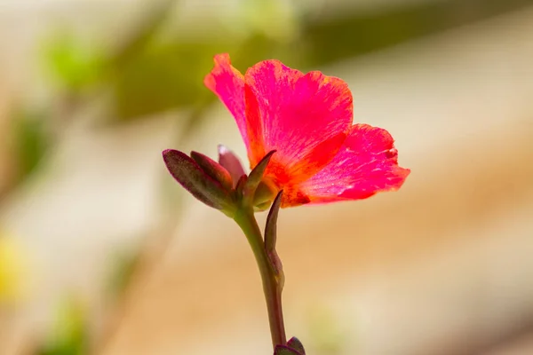 Potentilla Red Lady Shrubby Cinquefoil — Stock Photo, Image