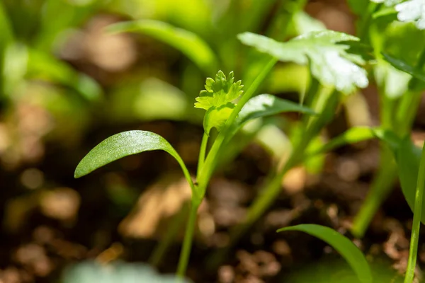 Taze Yetişen Organik Kişniş Bitkilerine Yakın Çekim — Stok fotoğraf