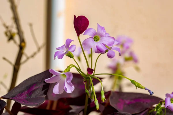 Outdoor Pot Growing Pink Iris Flower — Stock Photo, Image