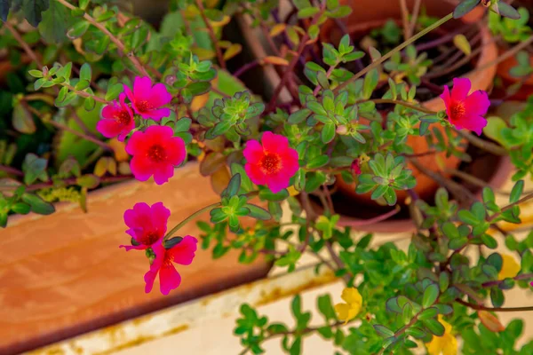 Pink Pot Growing Outdoor Plants — Stock Photo, Image