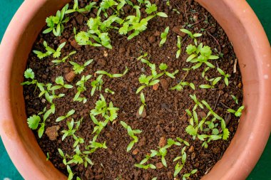 Tencerede yetişen kişniş bitkileri.