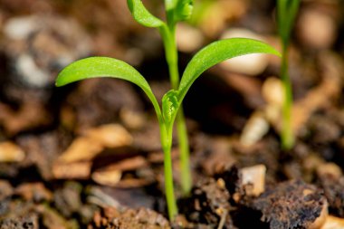 Tencerede yetişen kişniş bitkileri.