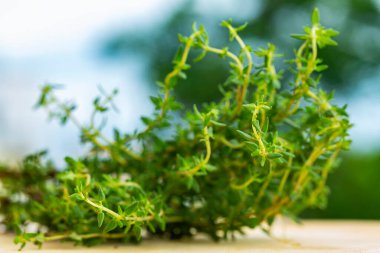 Taze organik kekik mayonezi..