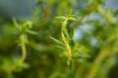 Taze organik kekik mayonezi..