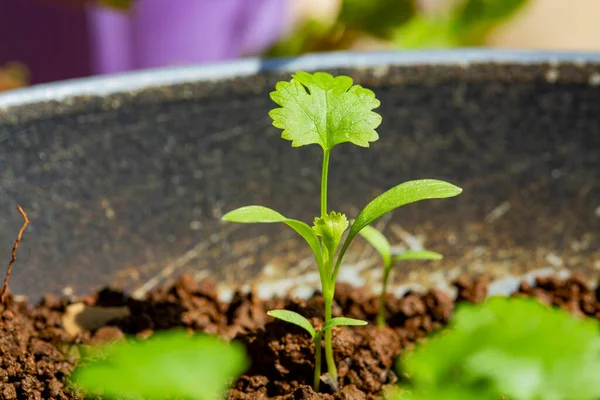 Tencerede yetişen kişniş bitkileri.