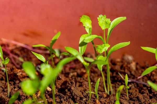 Genç Organik Kişniş Bitkileri Filizlendiriyor — Stok fotoğraf