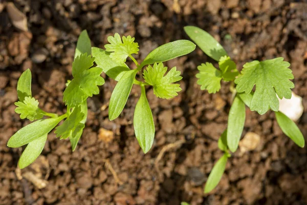 Kiełkujące Młode Organiczne Rośliny Kolendry — Zdjęcie stockowe