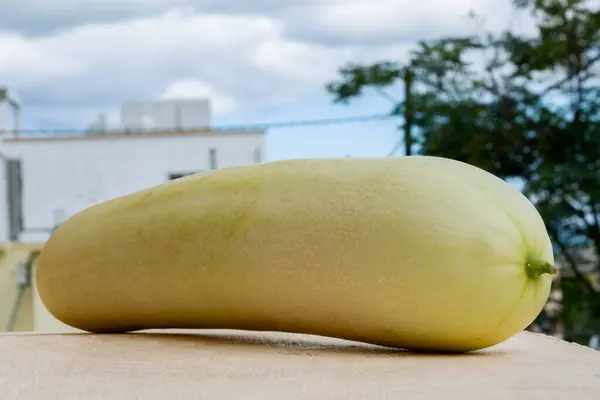 Freshly Picked White Cucumber — Stock Photo, Image