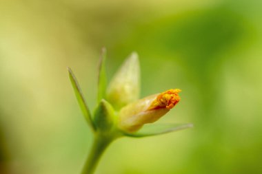 Potentilla fruticosa 'nın (Shrubby Cinquefoil) kremalı makro fotoğrafçılığı.