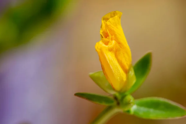 Macro Photography Potentilla Fruticosa Shrubby Cinquefoil Creamy Bokeh — Stock Photo, Image