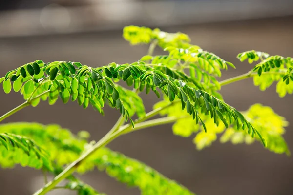 Moringa Oleifera Растение Которое Часто Называют Барабанной Палочкой Чудотворным Деревом — стоковое фото