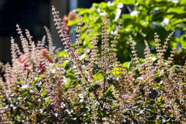 Bahçede çiçek açan Tulsi bitkisi, kutsal fesleğen (Ocimum tenuiflorum) çiçekleri.