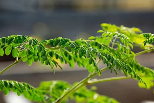 Moringa Oleifera是一种常被称为鼓棒树 奇迹树 本油树或辣根树的植物 由于莫林加的药用价值和对健康的好处 它已被使用了几个世纪 — 图库照片