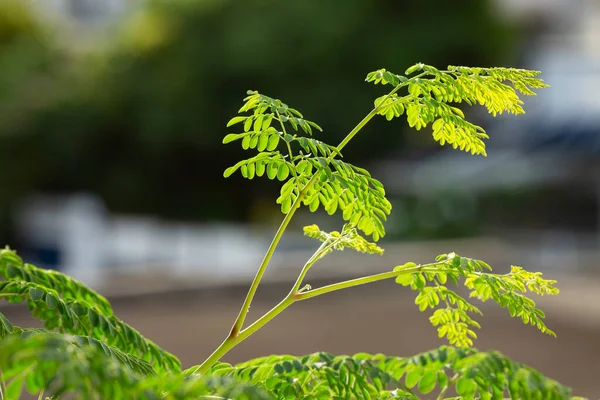 Moringa Oleifera Растение Которое Часто Называют Барабанной Палочкой Чудотворным Деревом — стоковое фото