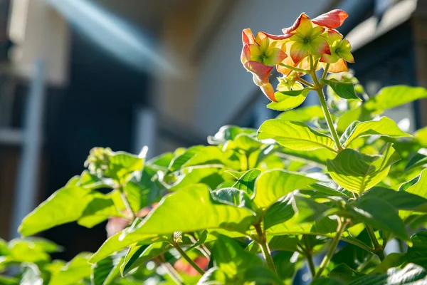 Blooming Plants Poinsettia Flowers — Stock Photo, Image