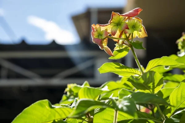 Blooming Plants Poinsettia Flowers — Stock Photo, Image