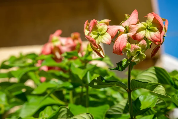 Kvetoucí Rostliny Květin Poinsettia — Stock fotografie