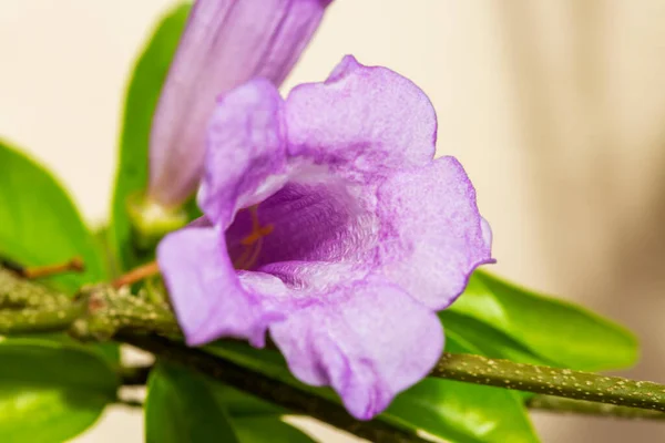 Фіолетова Квітка Орхідеї Крупним Планом Фокусом Передньому Плані — стокове фото
