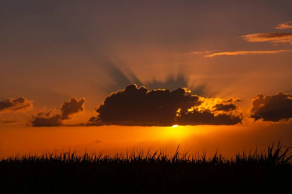 Coucher Soleil Spectaculaire Sur Champ Canne Sucre Dans République Maurice — Photo