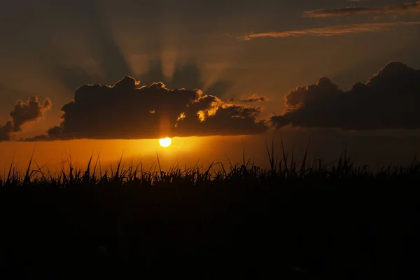 Dramatisk Solnedgång Över Sockerrörsfältet Republiken Mauritius — Stockfoto