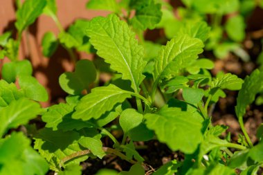 Kara Hardal 'ın genç bitkileri (Brassica nigra)