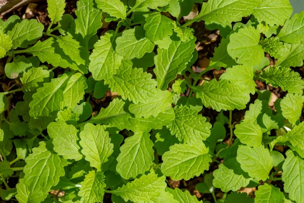 Plantas Jovens Sementes Mostarda Negra Brassica Nigra — Fotografia de Stock