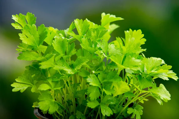 Čerstvý Organický Celer Apium Graveolens — Stock fotografie