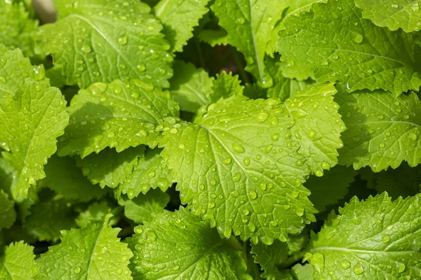 Mladé Rostliny Černé Hořčice Brassica Nigra Kapkami Vody — Stock fotografie