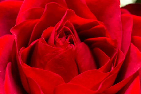 Extreme Closeup Shot Red Rose — Stockfoto