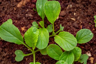 Young plant of Bok choy (Brassica rapa subsp. chinensis) growing from soil