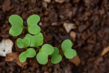 Young plant of Bok choy (Brassica rapa subsp. chinensis) growing from soil