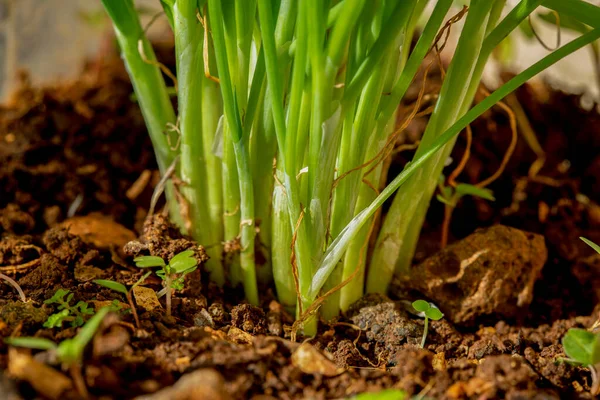 Close Fresh Organic Scallions Scallions Long White Stem End Does — Foto Stock