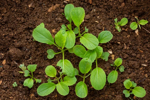Young Plant Bok Choy Brassica Rapa Subsp Chinensis Growing Soil — Foto Stock