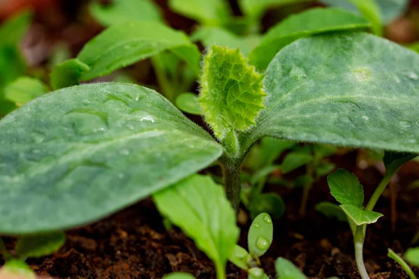 Young Plant Pumpkin — Stock fotografie