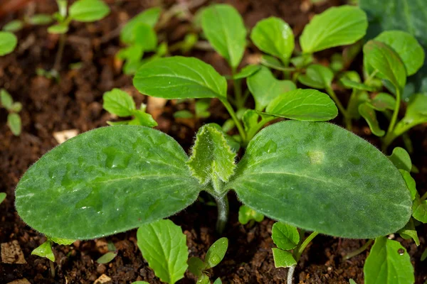 Young Plant Pumpkin — Stock Photo, Image