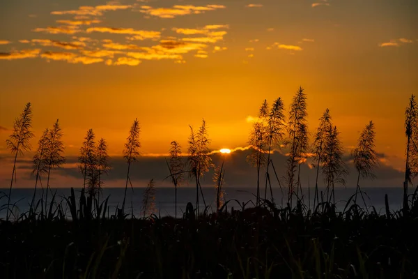 Закат Над Океаном Цветущими Растениями Сахарного Тростника — стоковое фото