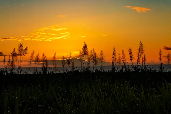 Sunset Ocean Blooming Plants Sugar Cane — Zdjęcie stockowe
