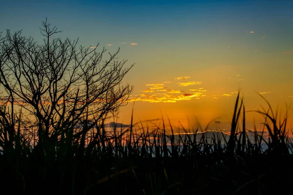 Sunset Ocean Blooming Plants Sugar Cane — Zdjęcie stockowe