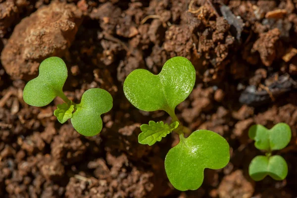Book Choyの若い植物 Brassica Rapa Subsp チンエンシス は土壌から — ストック写真