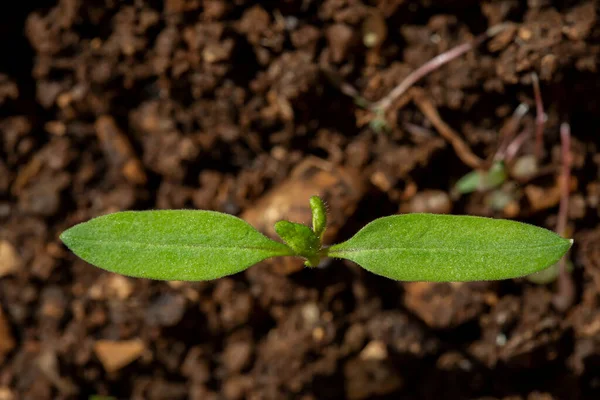 Toprakta Yetişen Genç Domates Bitkisi Solanum Lycopersicum — Stok fotoğraf