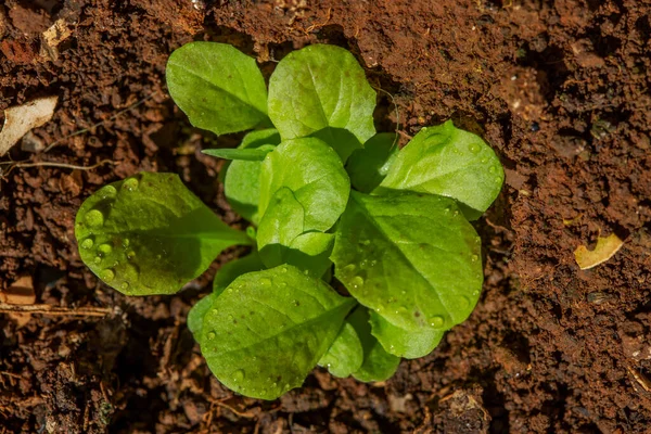 Young Plants Lettuce Lactuca Sativa — Stok fotoğraf