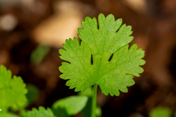 Extreme Closeup Fresh Organic Coriander Plants — Stock fotografie