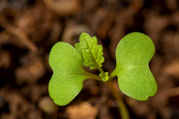 Молодое Растение Bok Choy Brassica Rapa Subsp Chinensis Растет Почвы — стоковое фото