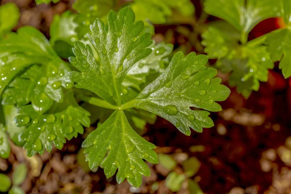 Macro Shot Van Biologische Verse Selderij Bladeren — Stockfoto