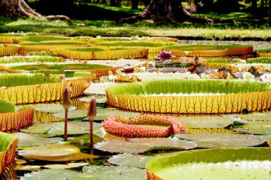 Pemplemousse, Mauritius 'un botanik bahçesindeki dev nilüferler..