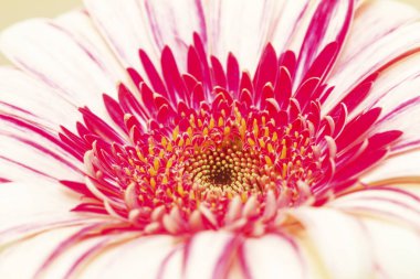 Pembe Gerbera Asteraceae 'ye aşırı yakın, papatya ailesi.