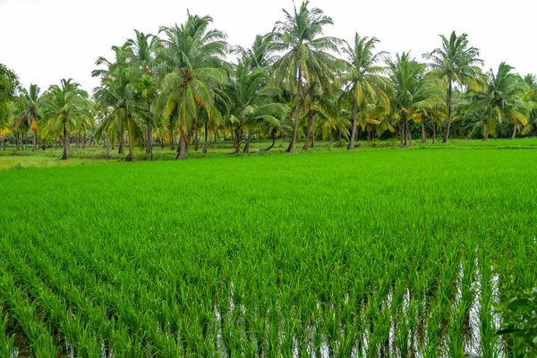 Jovens Plantas Arroz Arrozais Com Palmeiras Fundo — Fotografia de Stock